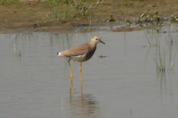 White-tailed Plover