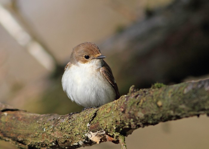 Pied Flycatcher