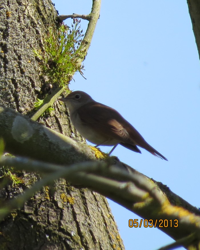 Nightingale