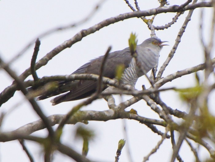 Cuckoo