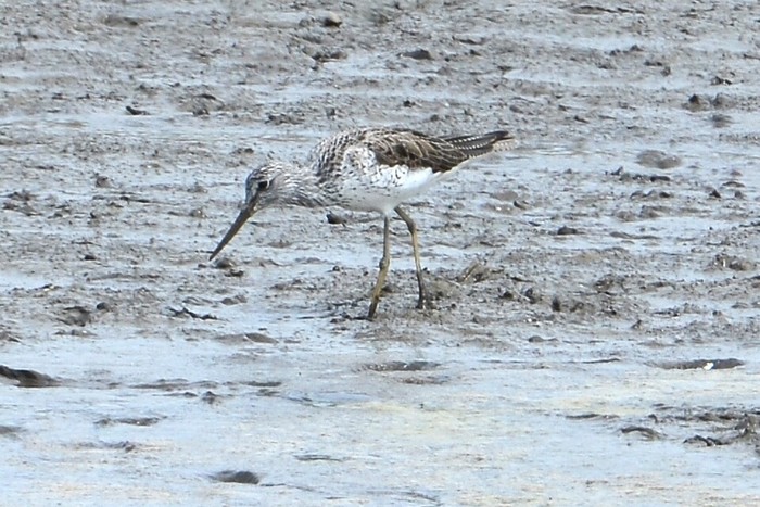 Greenshank