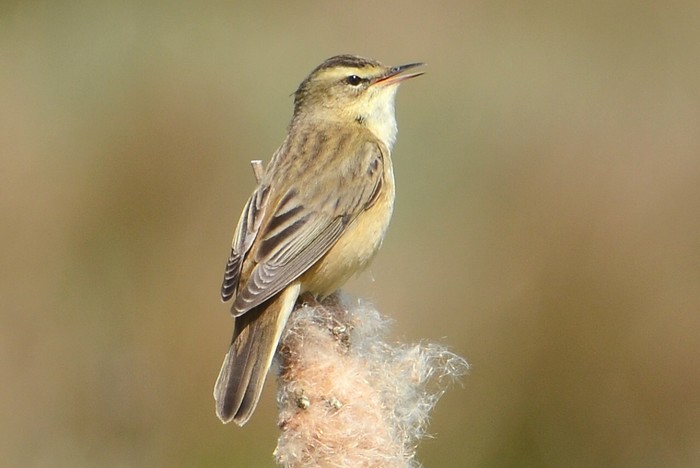 Sedge Warbler