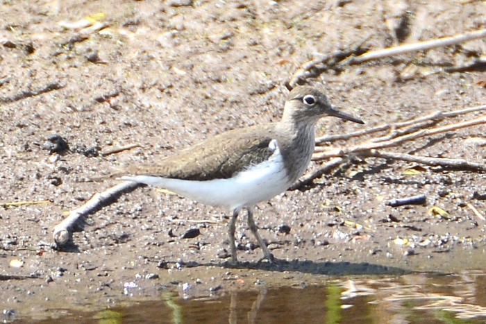Common Sandpiper