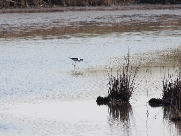 Black-winged Stilt