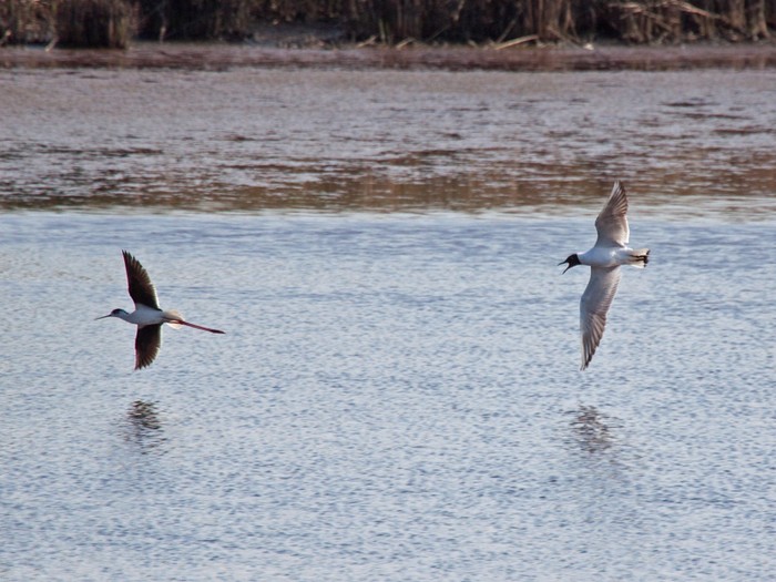 Black-winged Stilt
