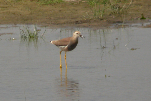 White-tailed Plover