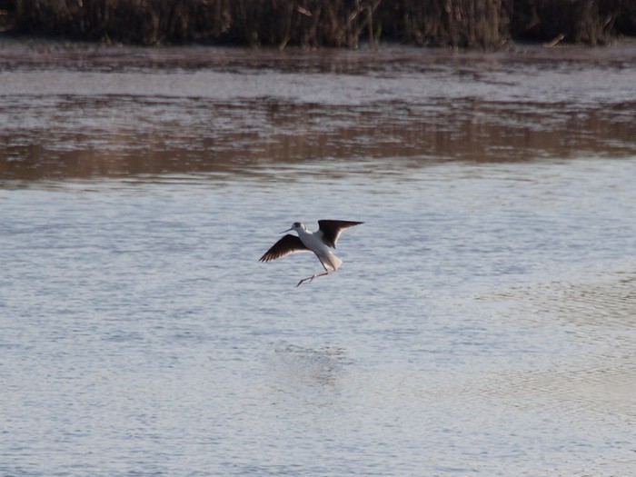 Black-winged Stilt