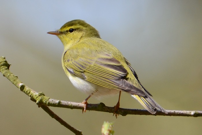 Wood Warbler
