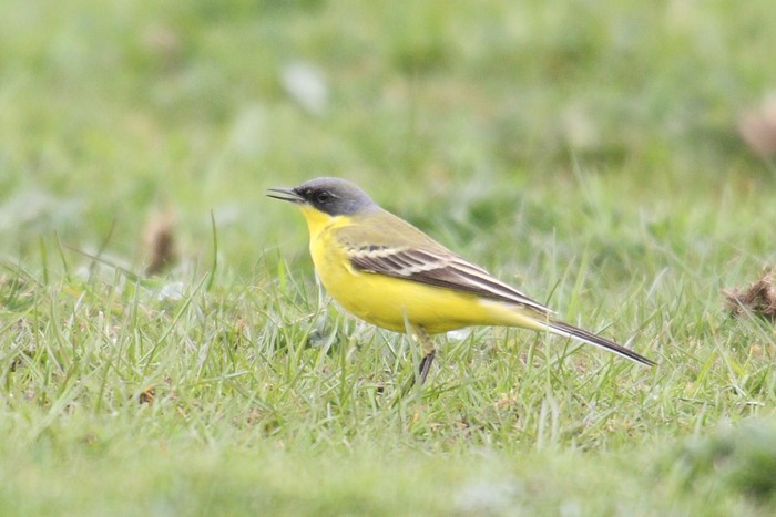 Grey-headed Wagtail
