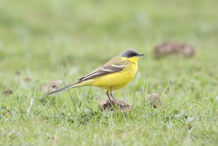 Grey-headed Wagtail
