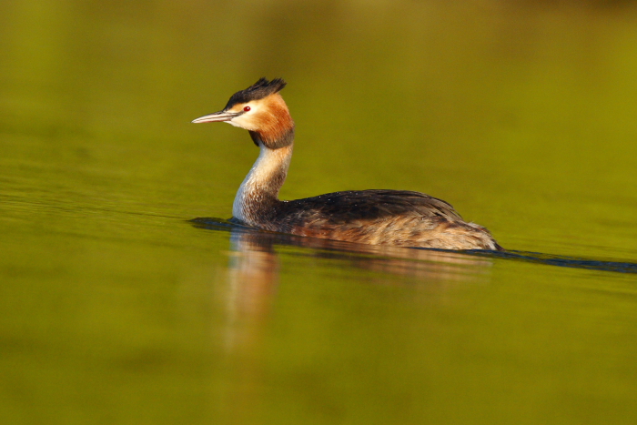 Great Crested Grebe