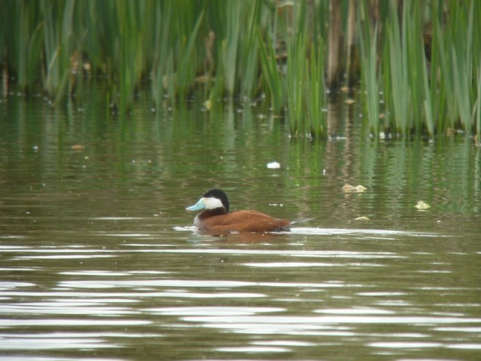 Ruddy Duck