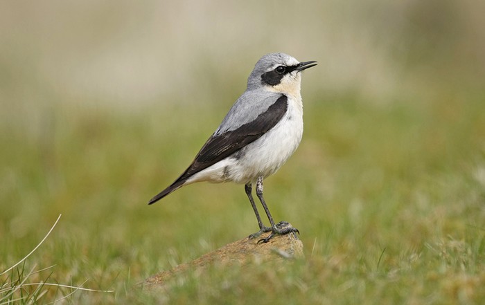 Wheatear