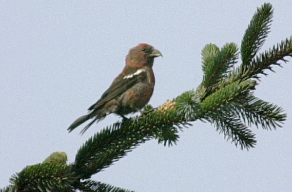 Two-barred Crossbill