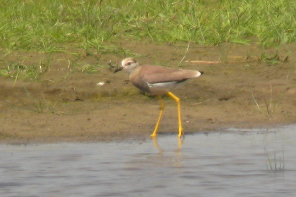 White-tailed Plover