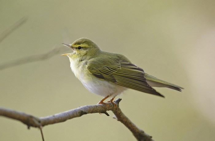 Wood Warbler
