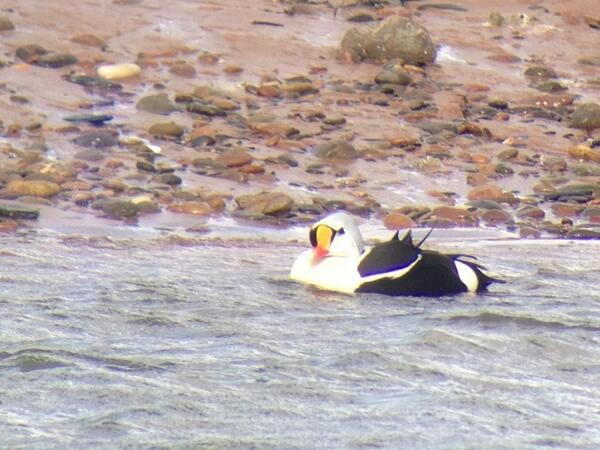 King Eider 