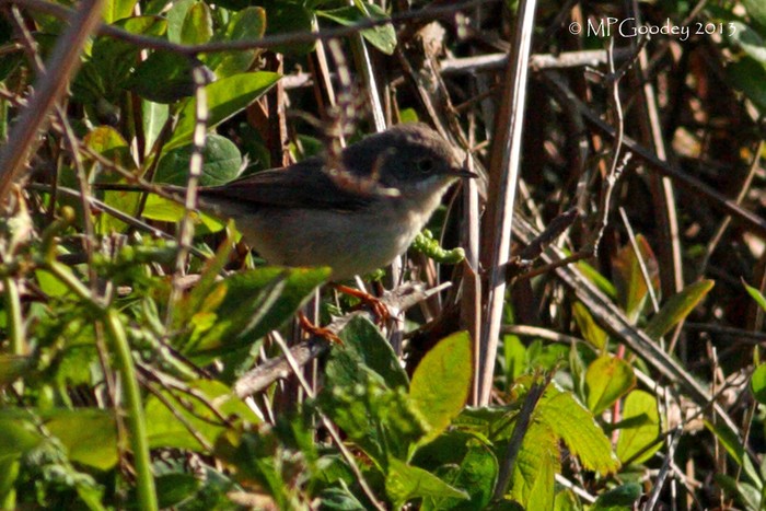 Western Subalpine Warbler