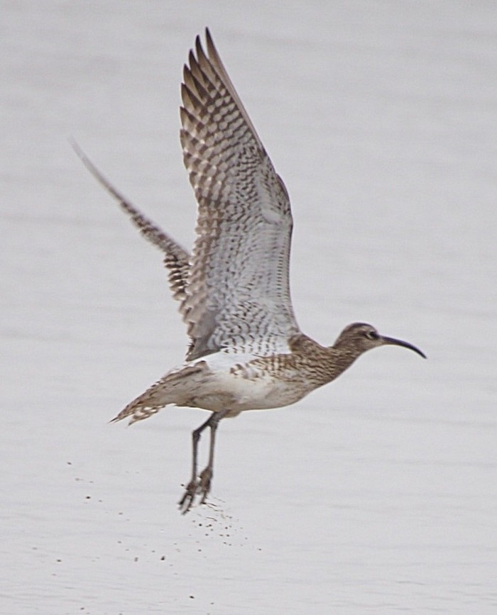 Whimbrel