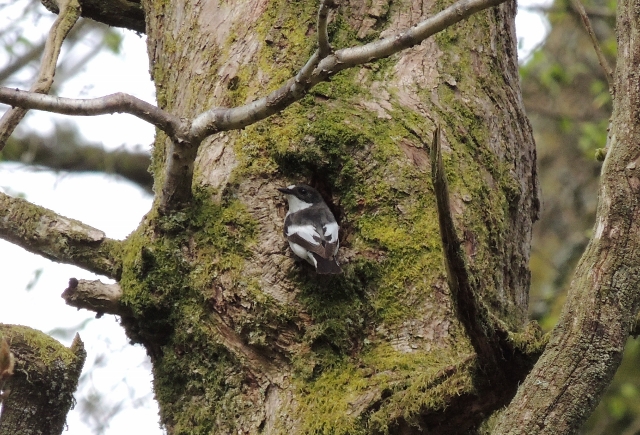 Pied Flycatcher