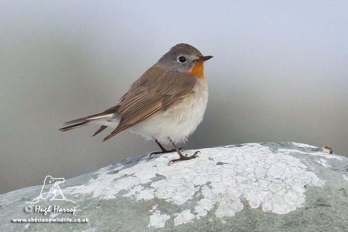 Red-breasted Flycatcher