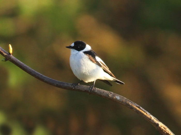 Collared Flycatcher
