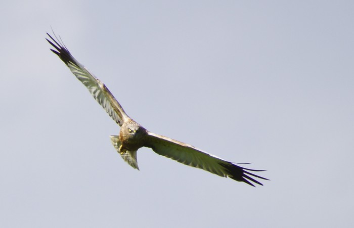 Marsh Harrier