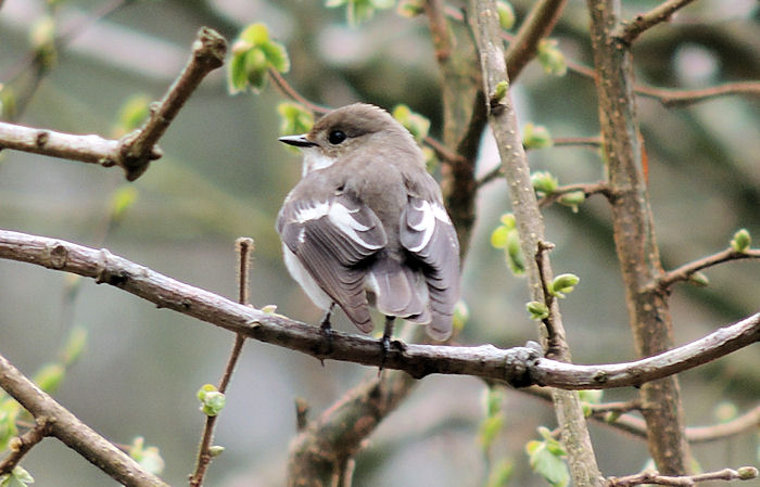 Pied Flycatcher