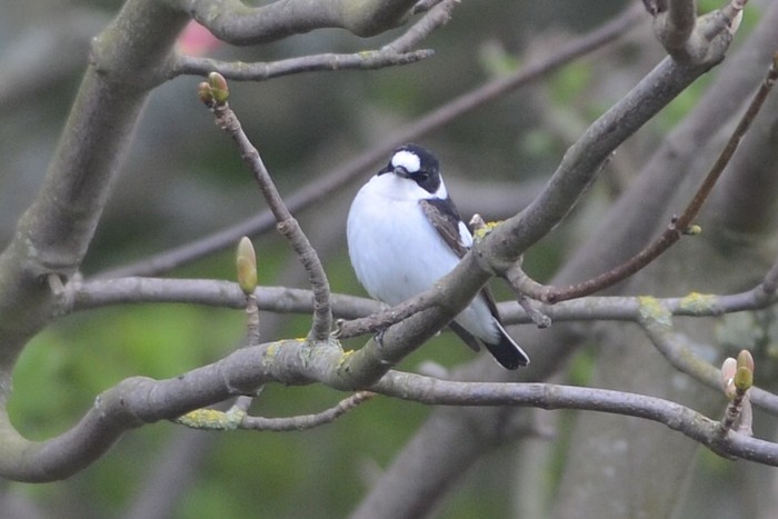 Collared Flycatcher
