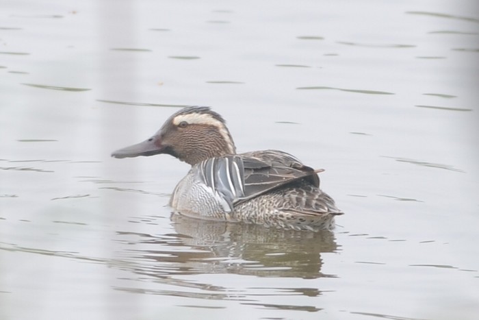 Garganey