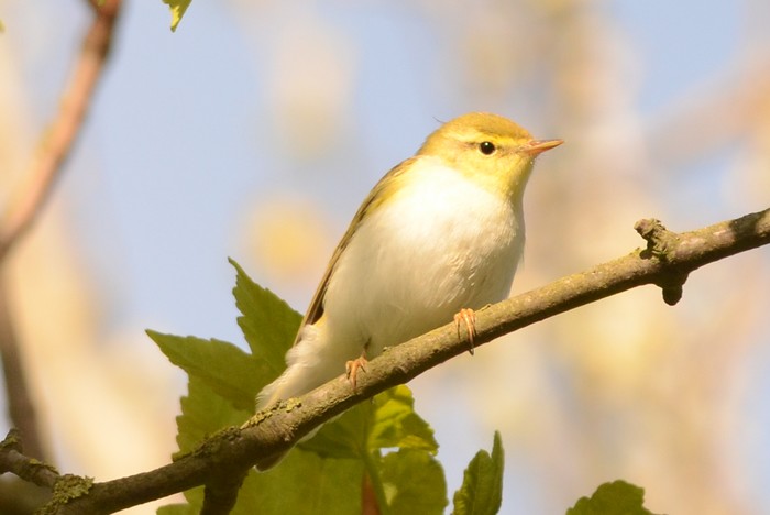 Wood Warbler