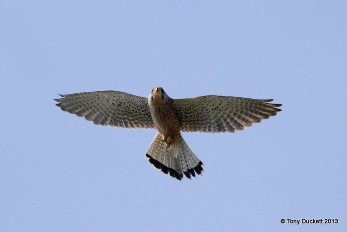 Kestrel