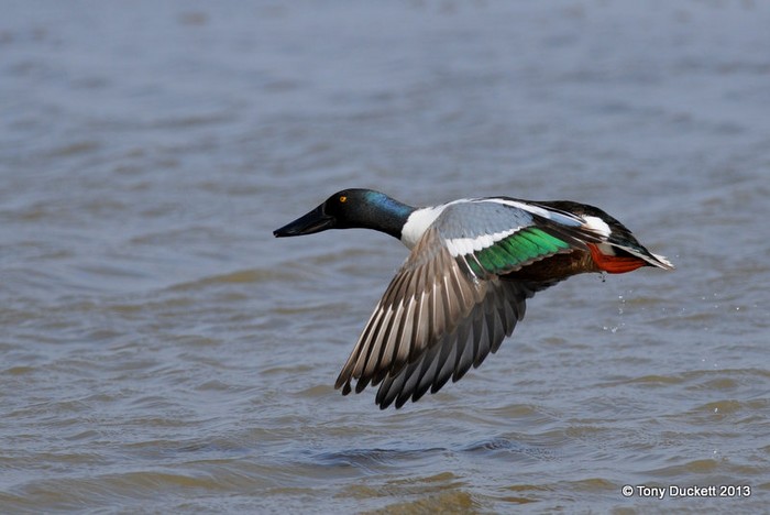 Shoveler