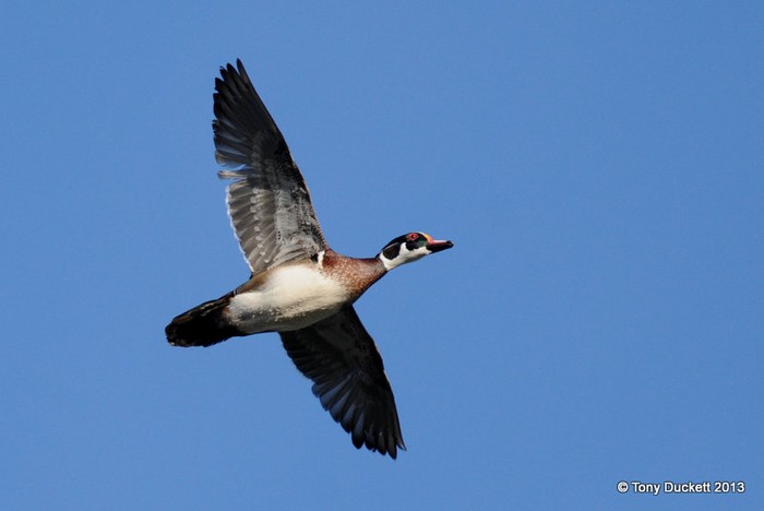 Wood Duck
