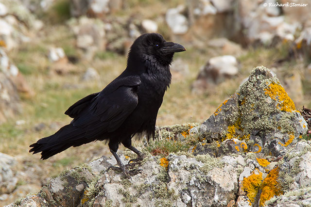 Raven