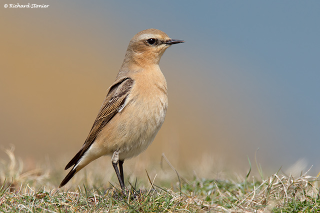 Wheatear