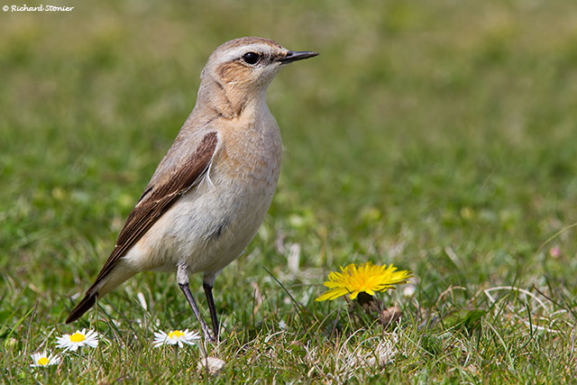 Wheatear