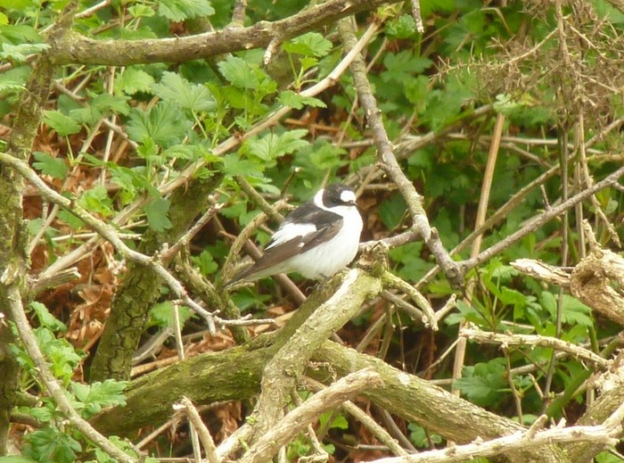 Collared Flycatcher