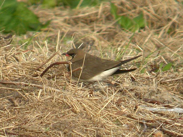 Kumlien's Gull