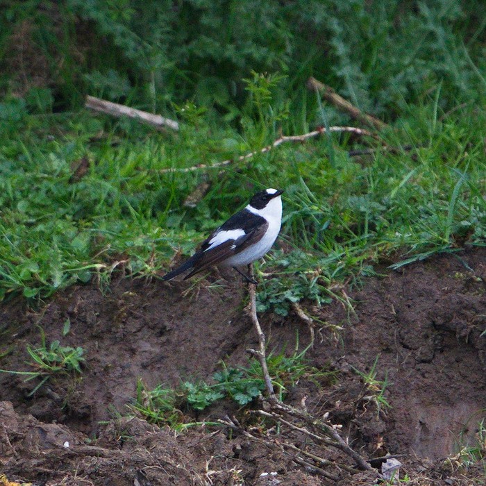Collared Flycatcher