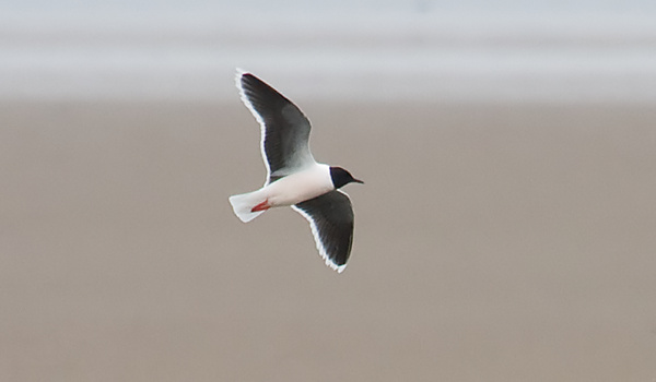 Little Gull