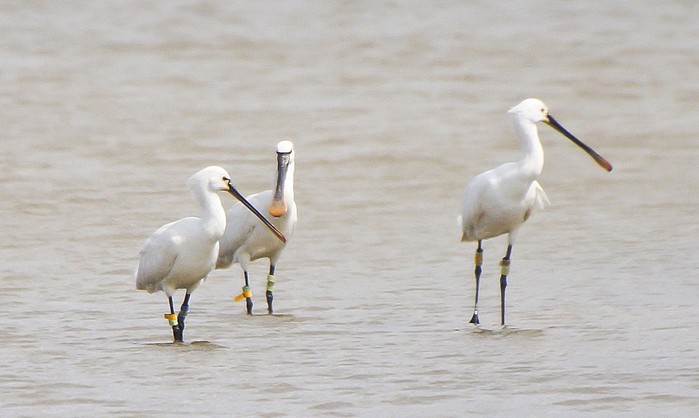 Spoonbill