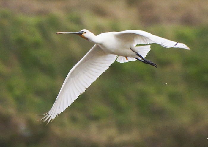 Spoonbill