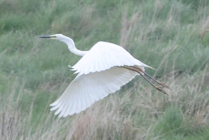 Great White Egret