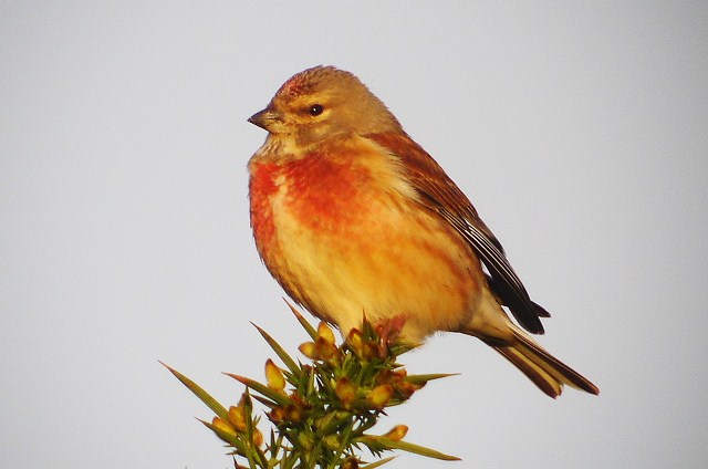 Linnet