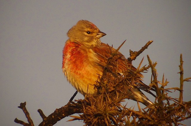 Linnet