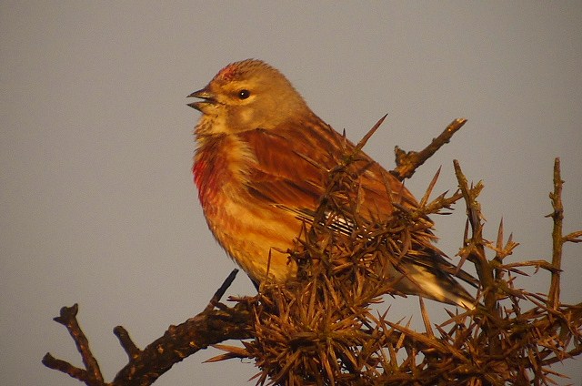 Linnet