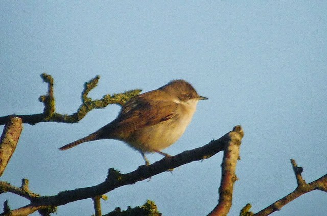 Lesser Whitethroat
