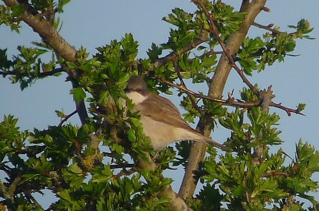 Lesser Whitethroat