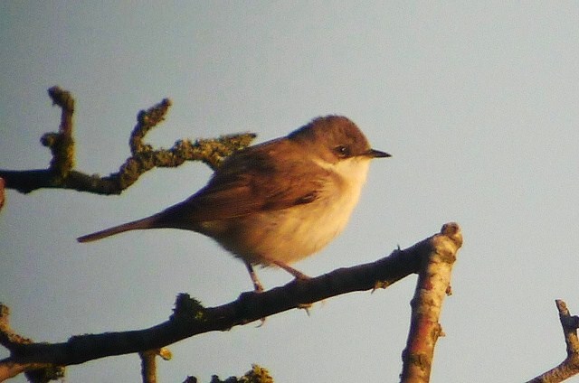 Lesser Whitethroat